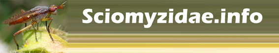 Sciomyzidae.info